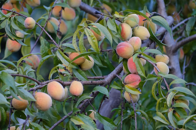 Fast-growing fruit trees
