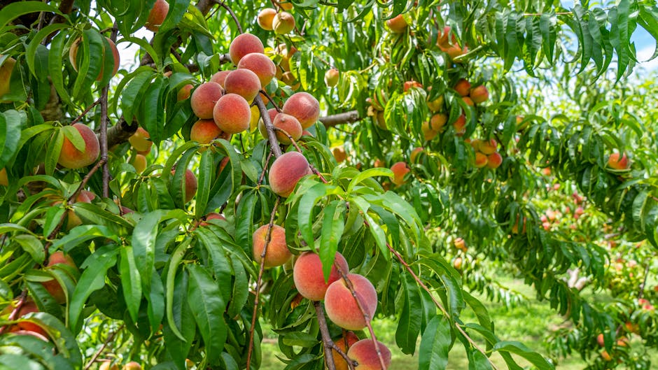 Ripe peaches hanging from a branch in an orchard setting
