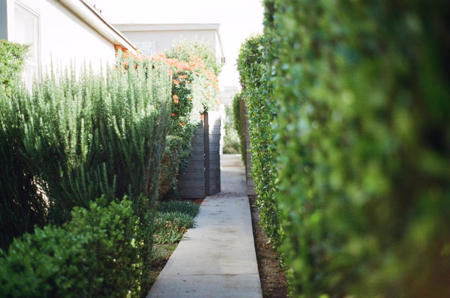 Fast-growing privacy trees and screens