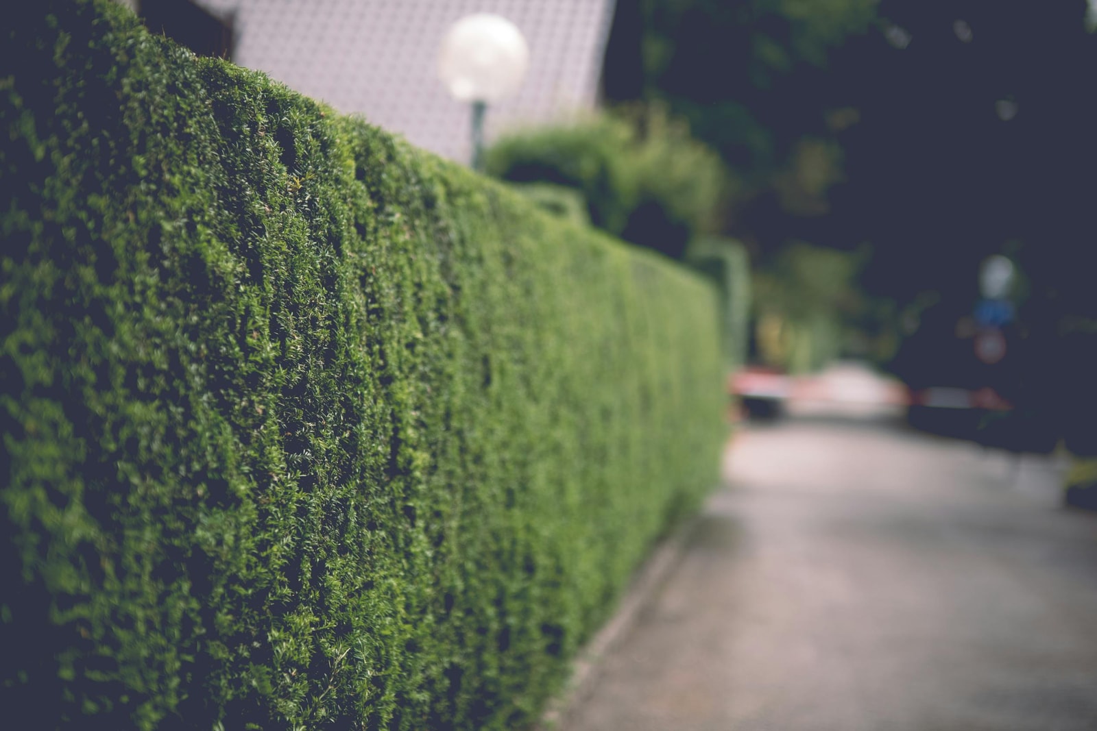 A tall trimmed privacy hedge running along a street, screening a house from view