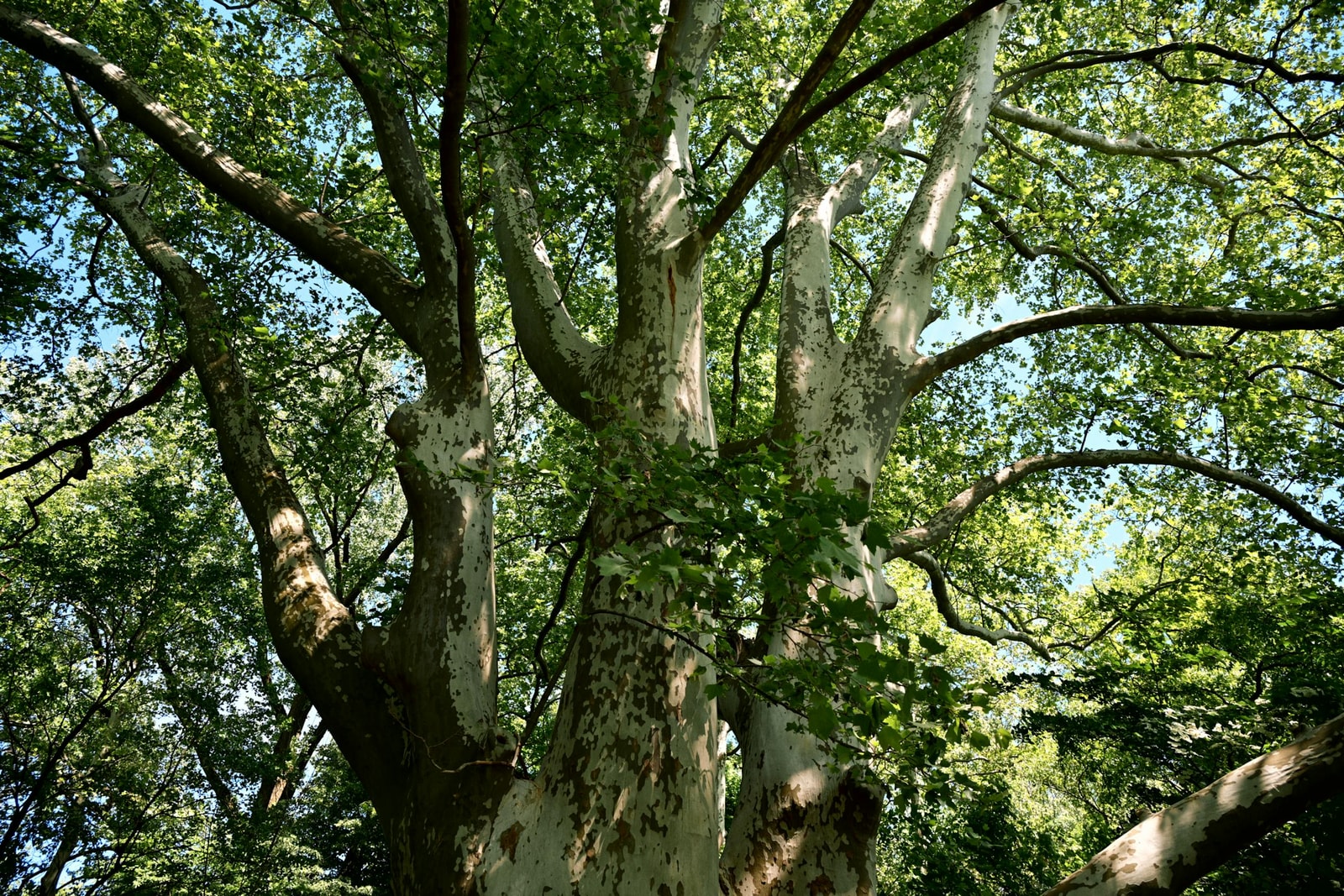 Towering American sycamore with dappled sunlight filtering through a high open canopy