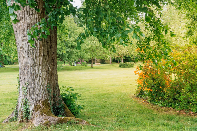 Fast-growing shade trees