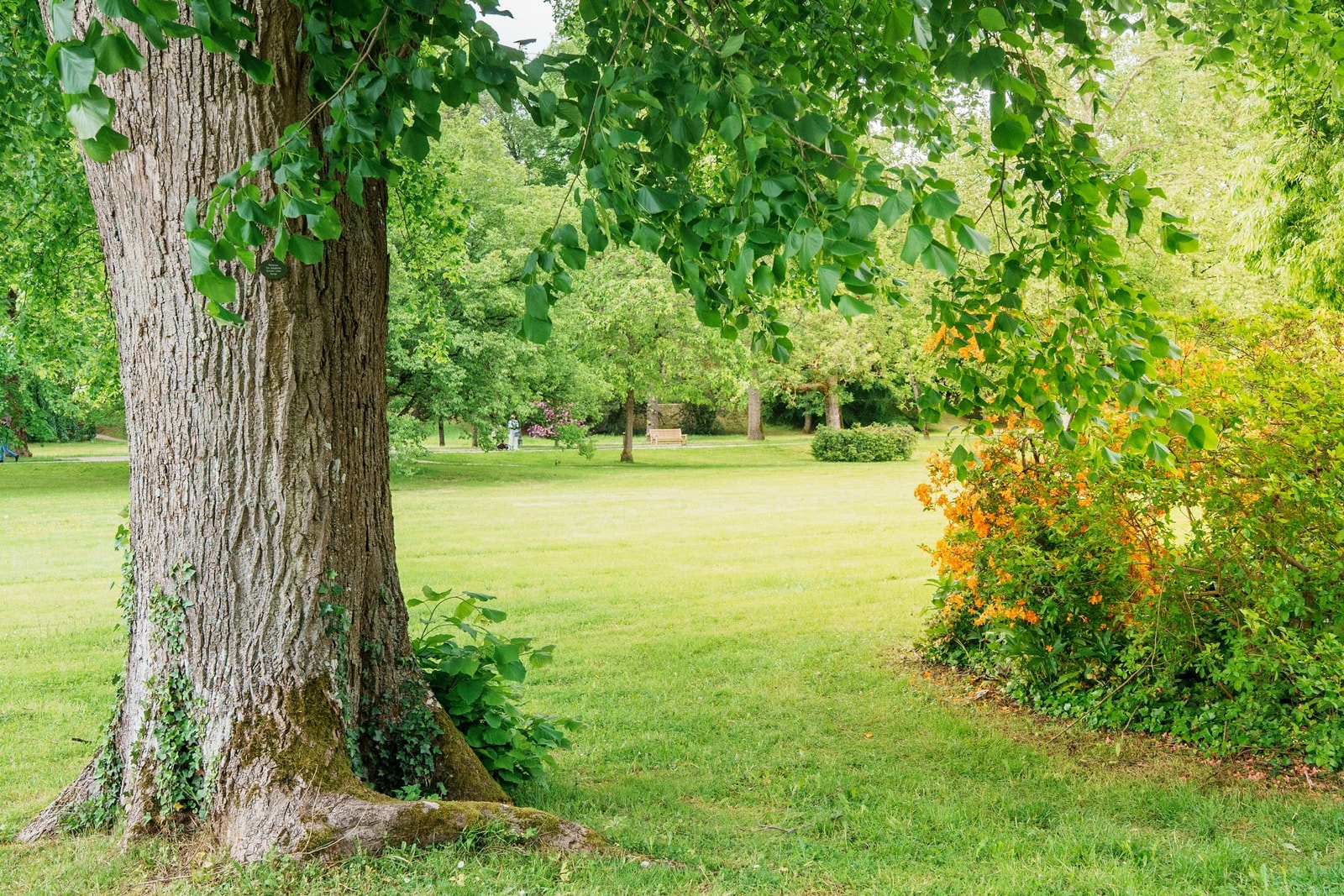 A large fast-growing shade tree with a wide canopy spreading over a green backyard lawn