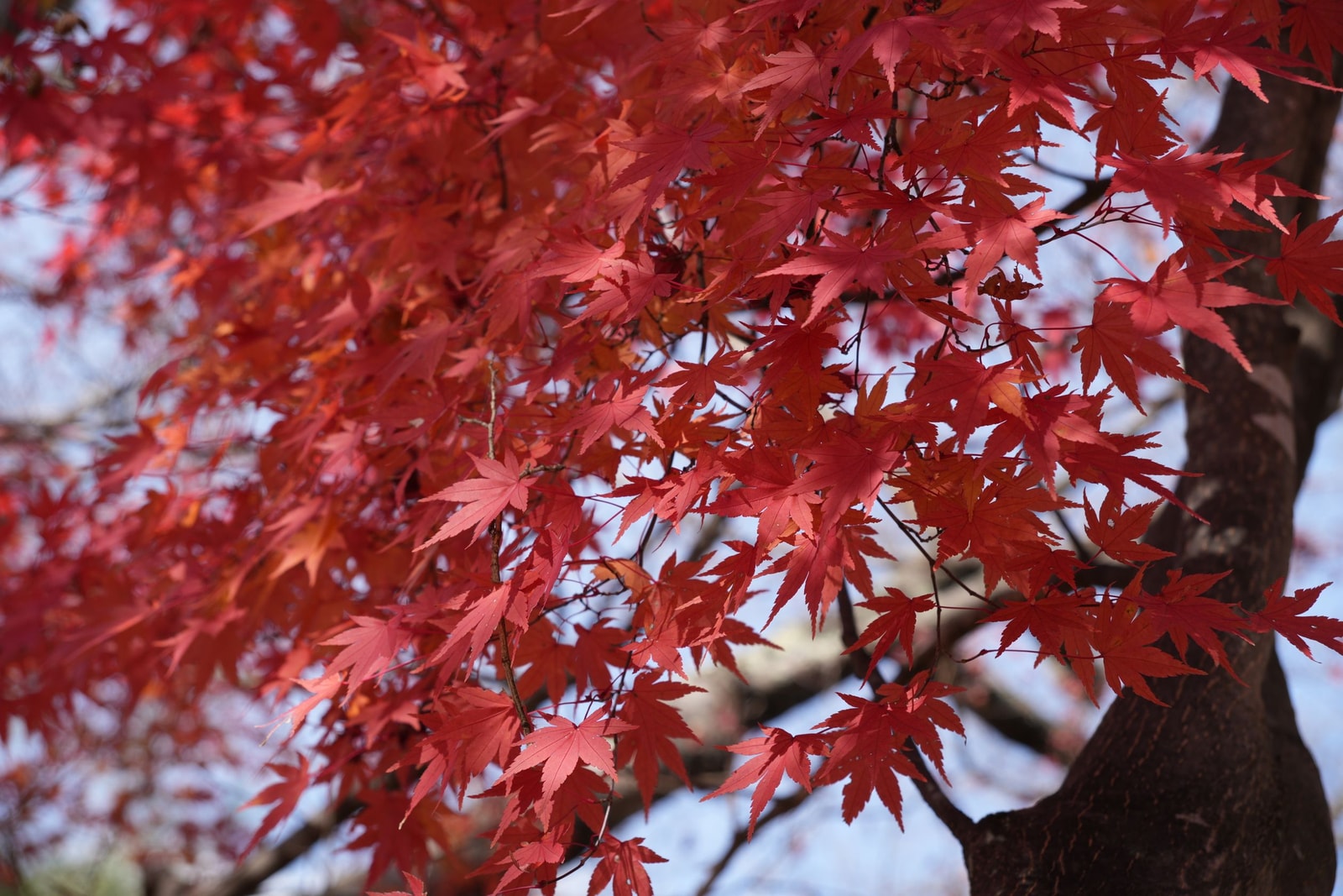 Vibrant red and orange maple leaves on a tree in autumn sunlight