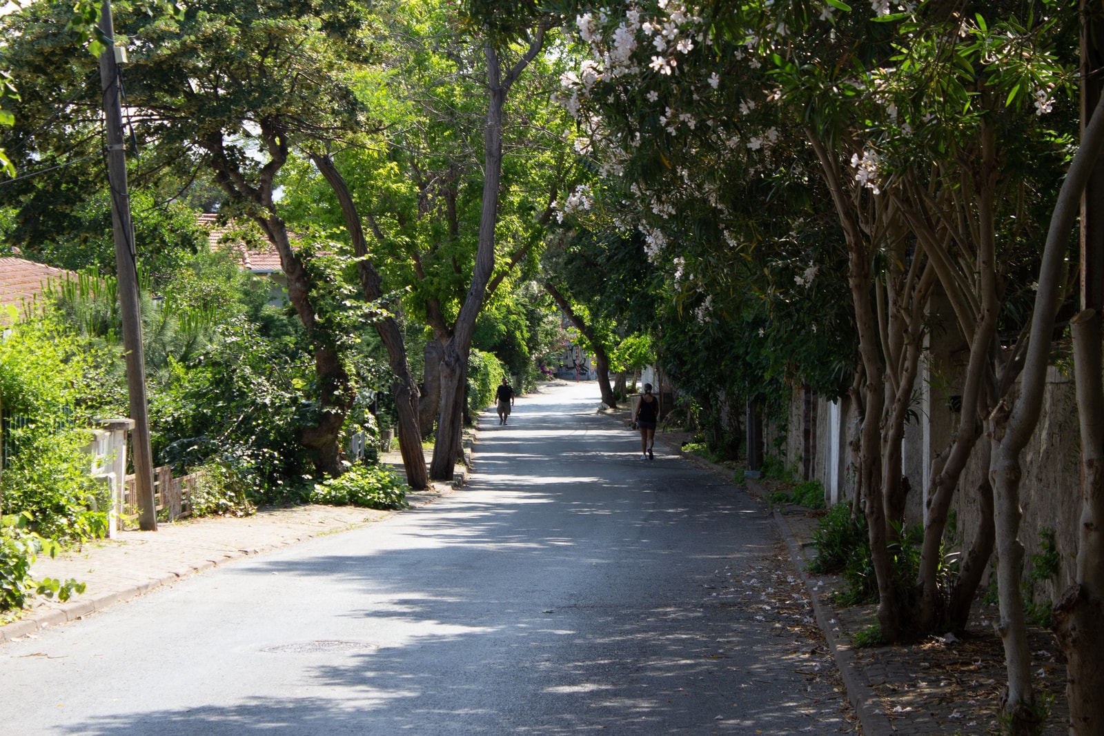 A street shaded by a wide canopy of mature trees on a sunny summer day