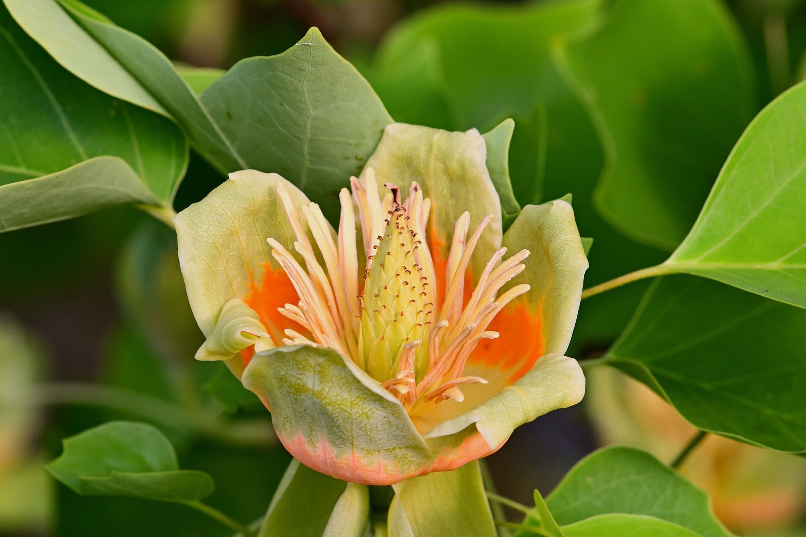 Yellow-green and orange tulip-shaped flower of a tulip poplar tree surrounded by its distinctive four-lobed leaves