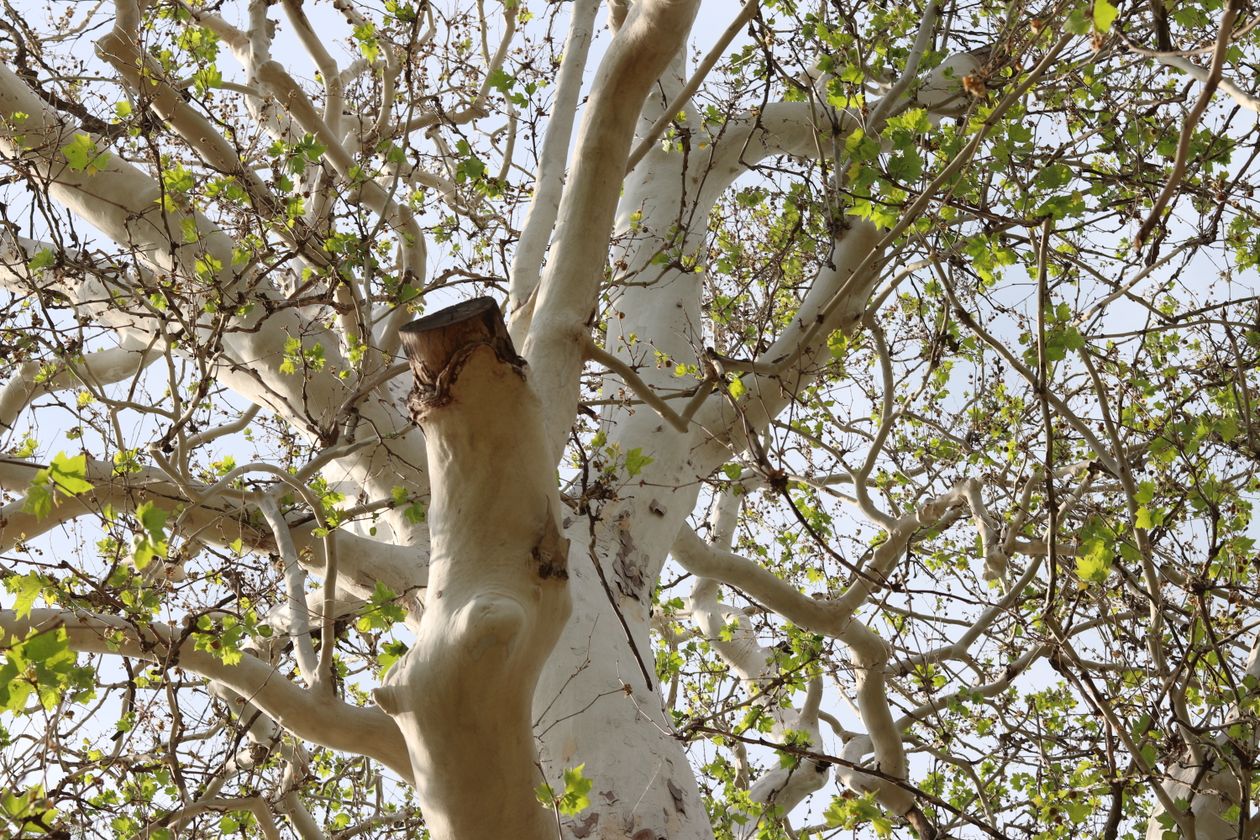 The white mottled bark of a California sycamore trunk