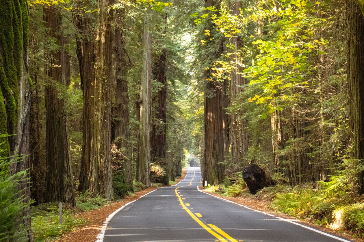 A towering coast redwood grove in a Northern California forest