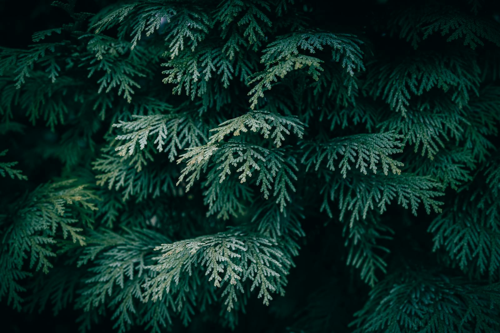 Close-up of dense evergreen cedar branches showing the soft needle-like foliage