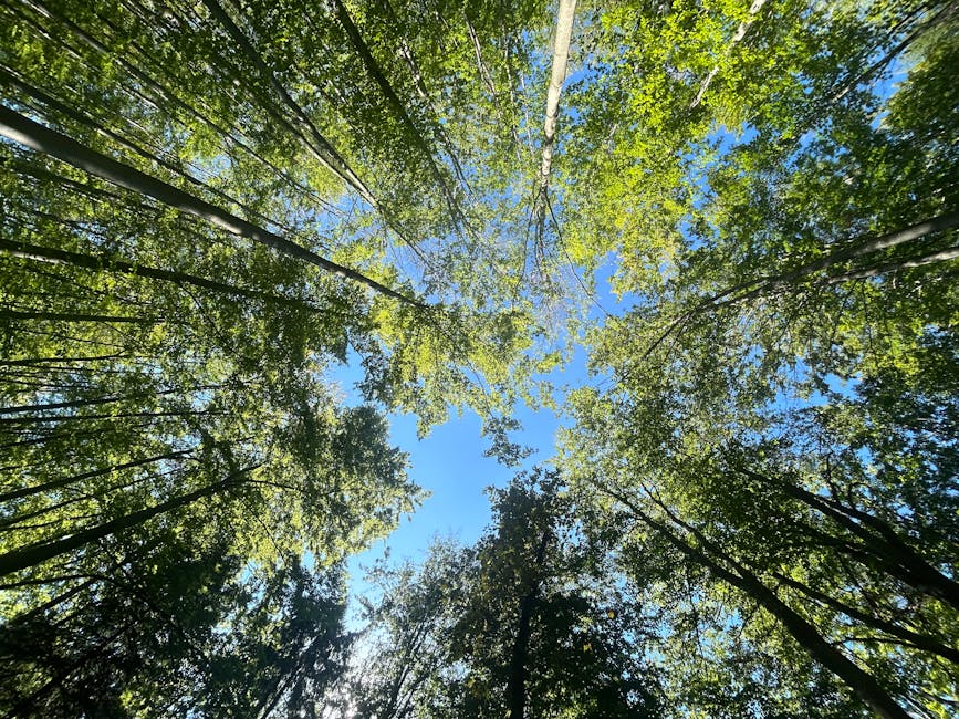 Sunlight filtering through a tall tree canopy showing the dappled shade pattern on the forest floor