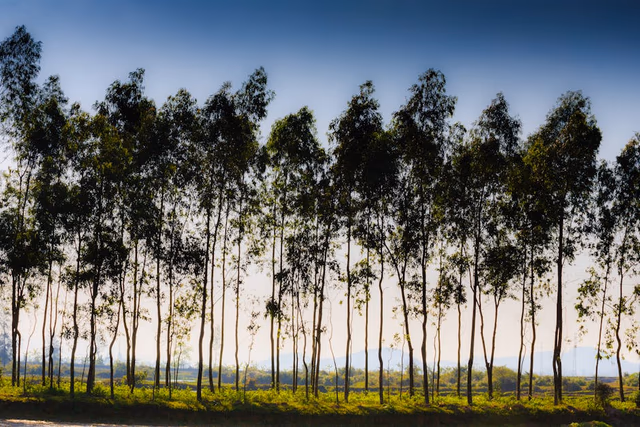 Fast-growing trees