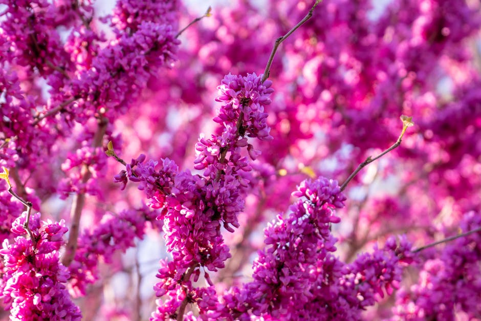 Eastern redbud tree with bright pink spring flowers in full bloom