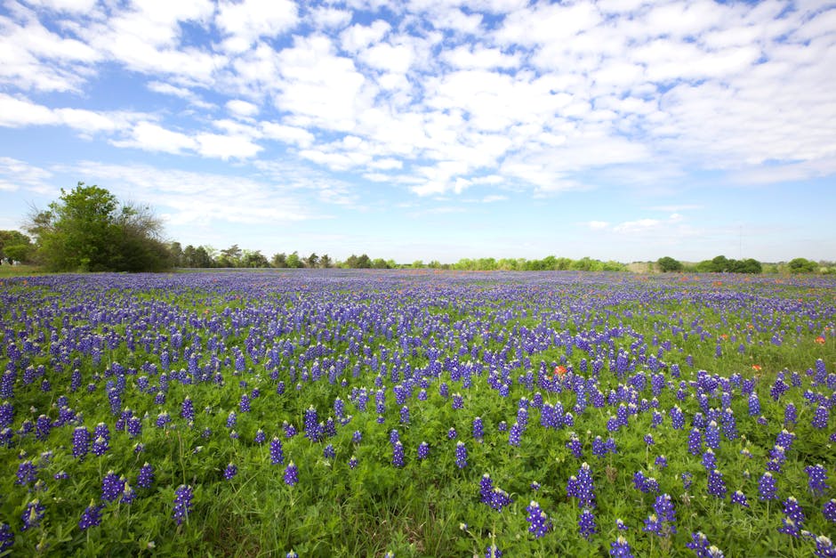 Texas bluebonnet meadow in spring with bright blue wildflowers under a wide sky