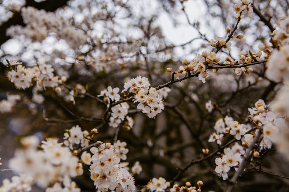 White plum blossoms blooming on bare spring branches