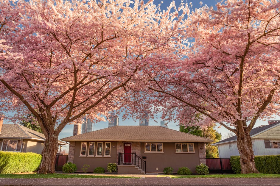Cherry blossom tree in full bloom beside a residential house showing pink flowers against blue sky