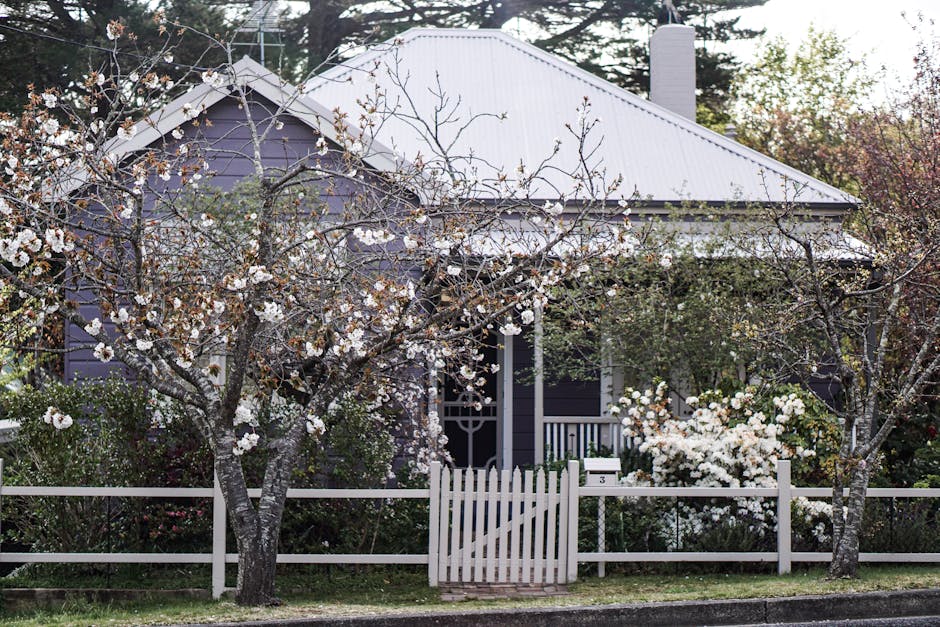 Beautiful flowering tree in full white bloom next to a white picket fence in a residential front yard