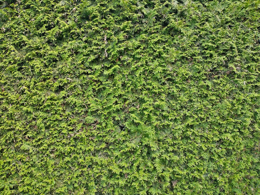 Dense row of tall evergreen arborvitae trees forming a privacy fence along a garden pathway