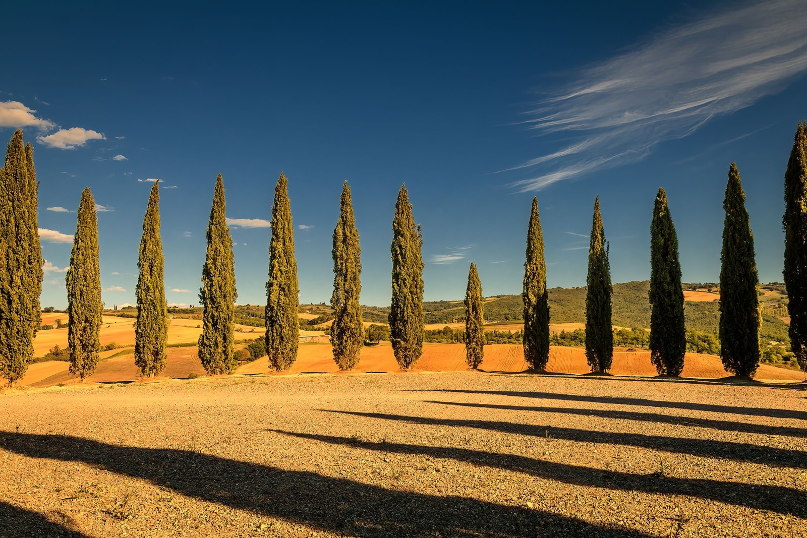 Tall narrow Italian cypress columns against a clear blue sky