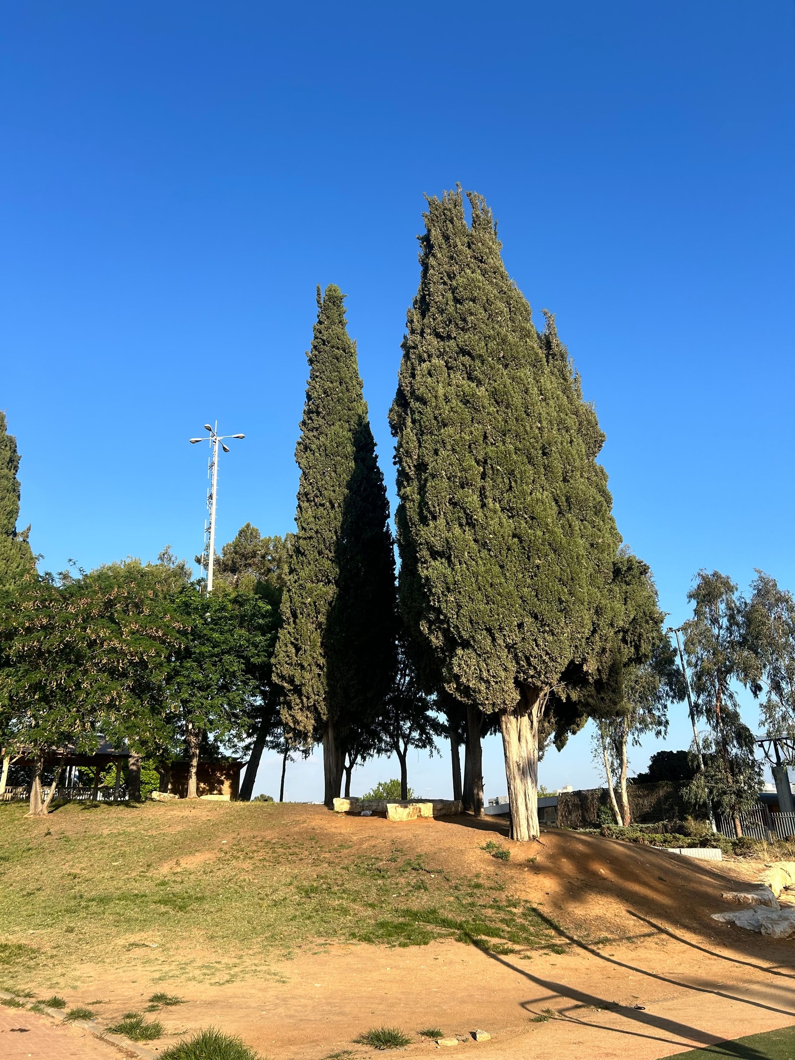Italian cypress showing the narrow columnar form against a clear sky