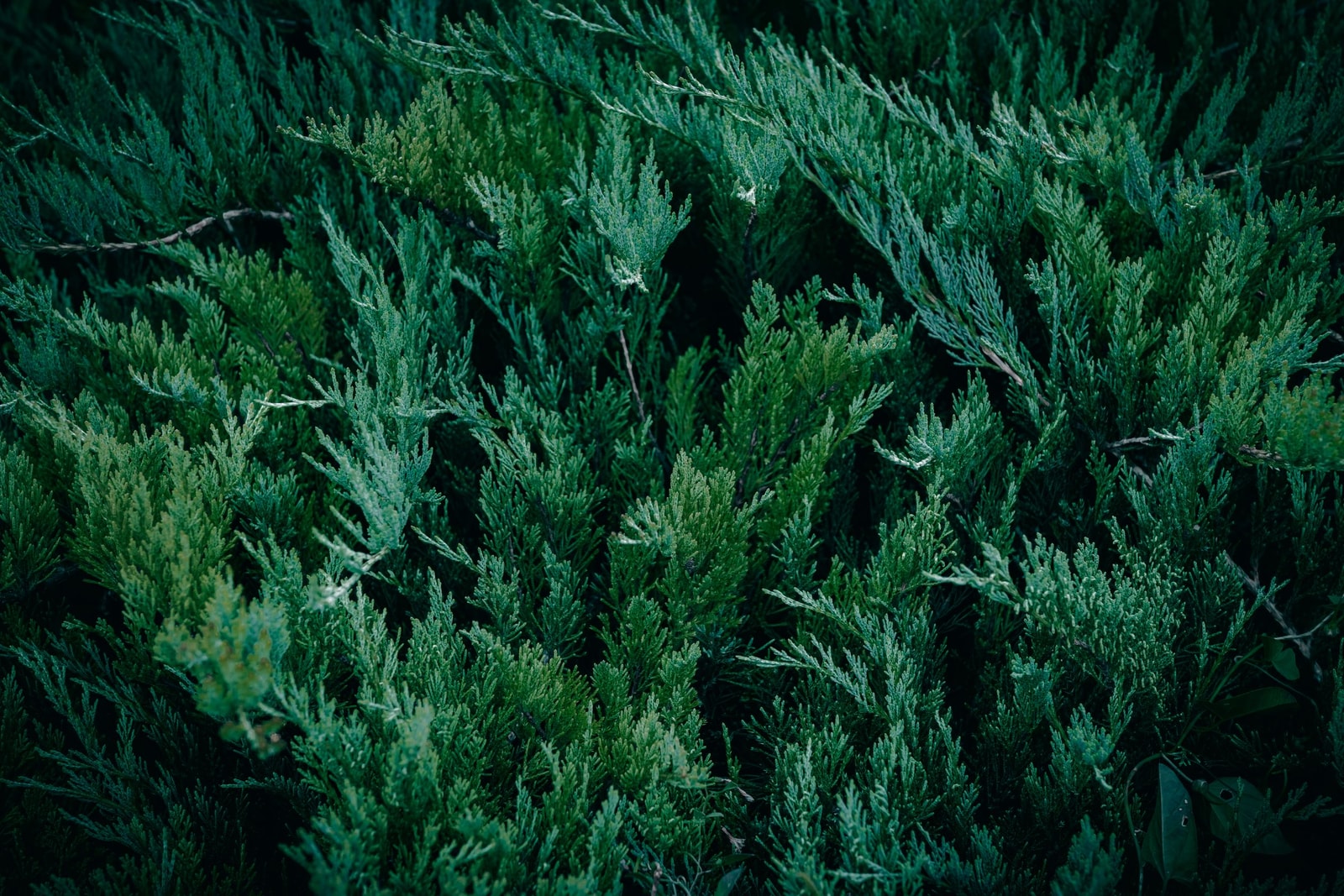 A healthy evergreen juniper shrub with fine needled foliage