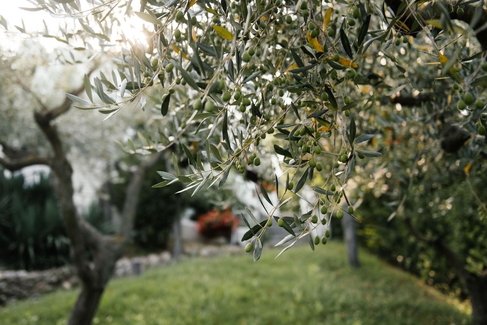Sunlit olive branches with silvery green leaves