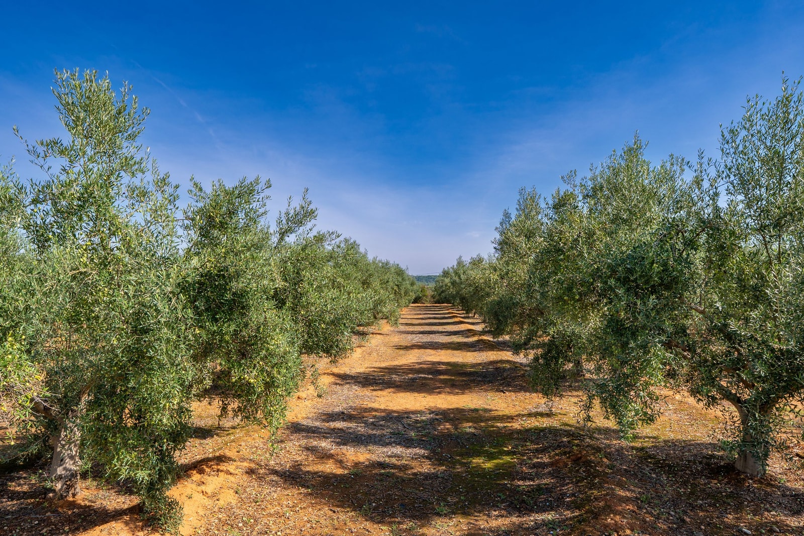 A sunlit olive grove under a bright blue sky