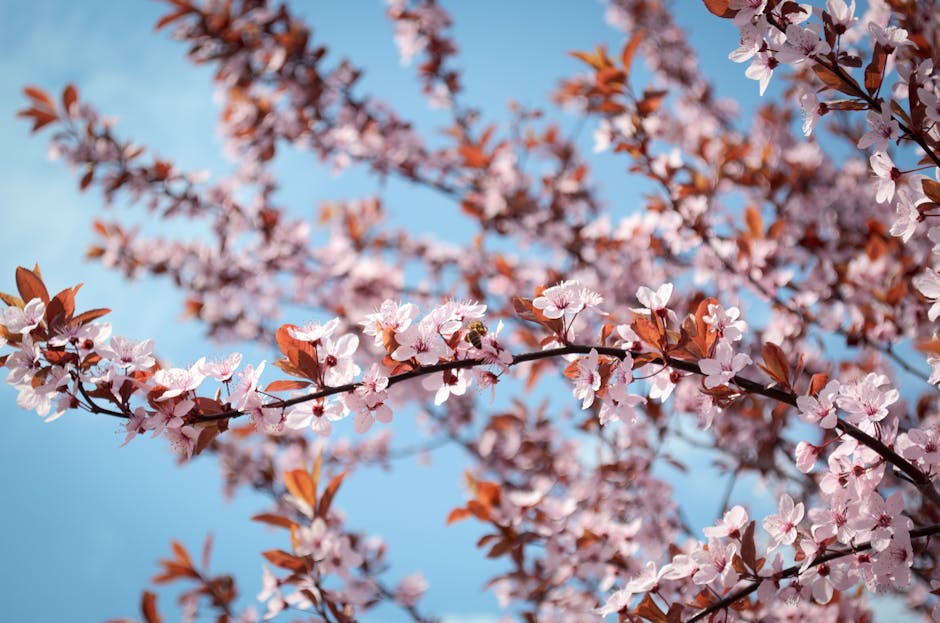 Pink cherry blossoms in full bloom during spring against a clear blue sky
