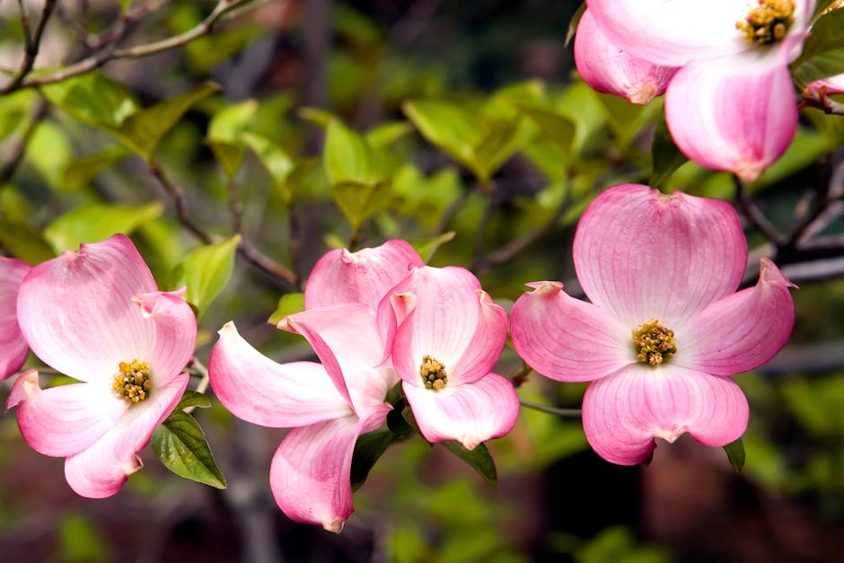 Pink dogwood flowers in close-up bloom during springtime