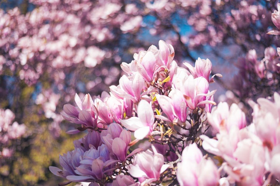 Pink saucer magnolia blossoms in full bloom against a spring sky
