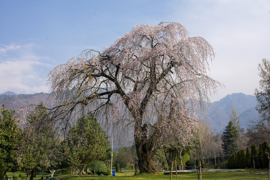 Weeping cherry tree in full bloom during spring in a park setting