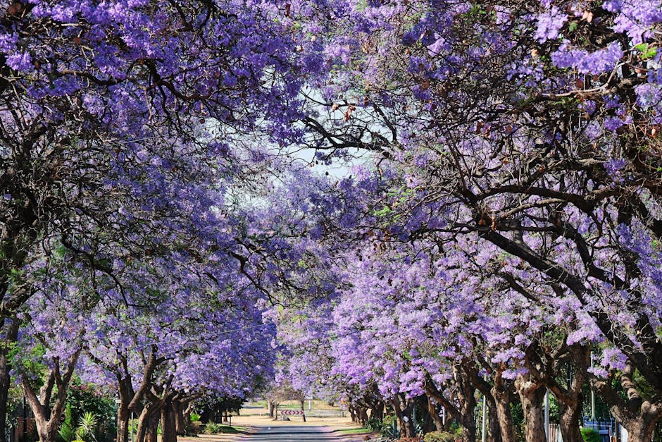 Street lined with blooming jacaranda trees forming a purple canopy