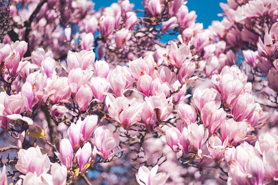 Pink and white saucer magnolia blossoms against a clear blue spring sky