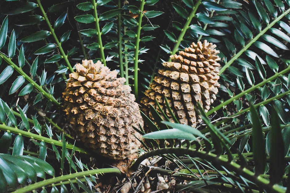 Two brown cycad cones surrounded by green fronds