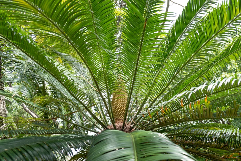Lush cycad fronds in a tropical garden setting