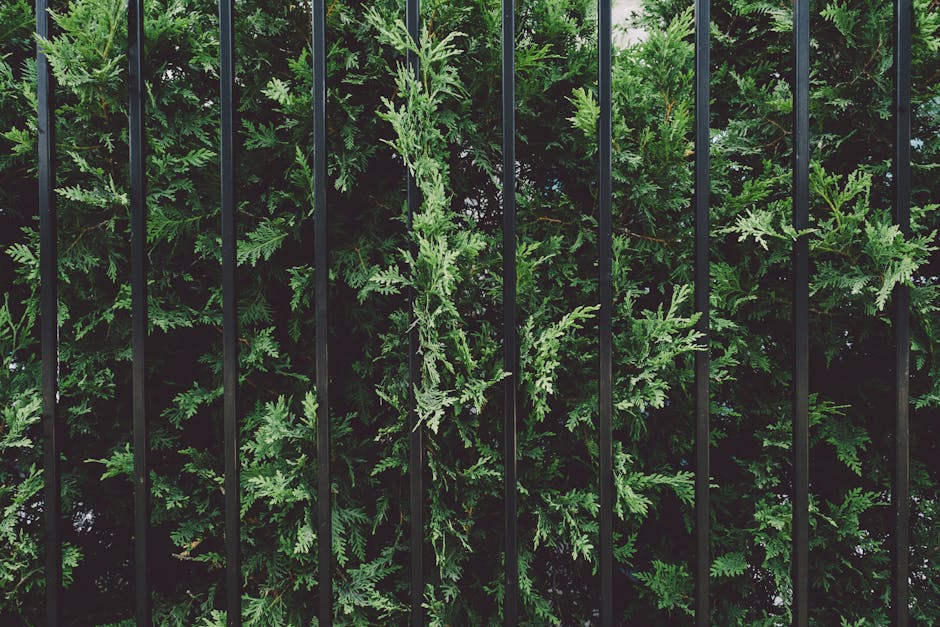 Dense row of green privacy shrubs growing along a residential fence line creating a natural screen