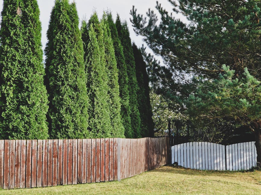 Row of thuja trees growing behind a weathered wooden fence creating natural privacy screening