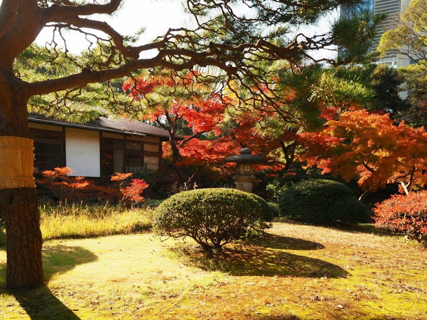 Japanese Maple tree with vibrant autumn foliage in a garden setting