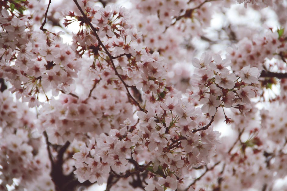 Cherry tree covered in white and pink spring blossoms in a garden