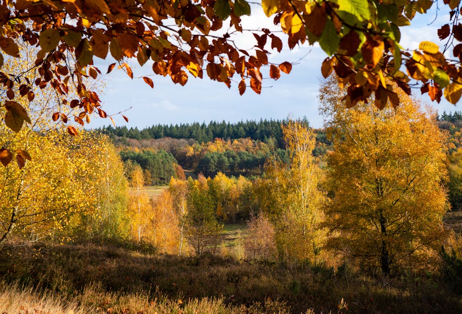 Vibrant autumn foliage in a park landscape with trees in full fall color