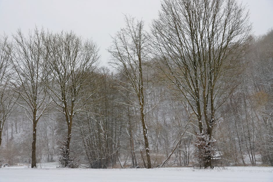 Snow-covered trees in a serene winter forest