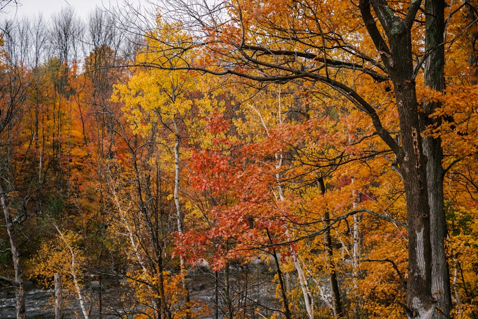 Trees with brilliant multicolored fall foliage in a park setting