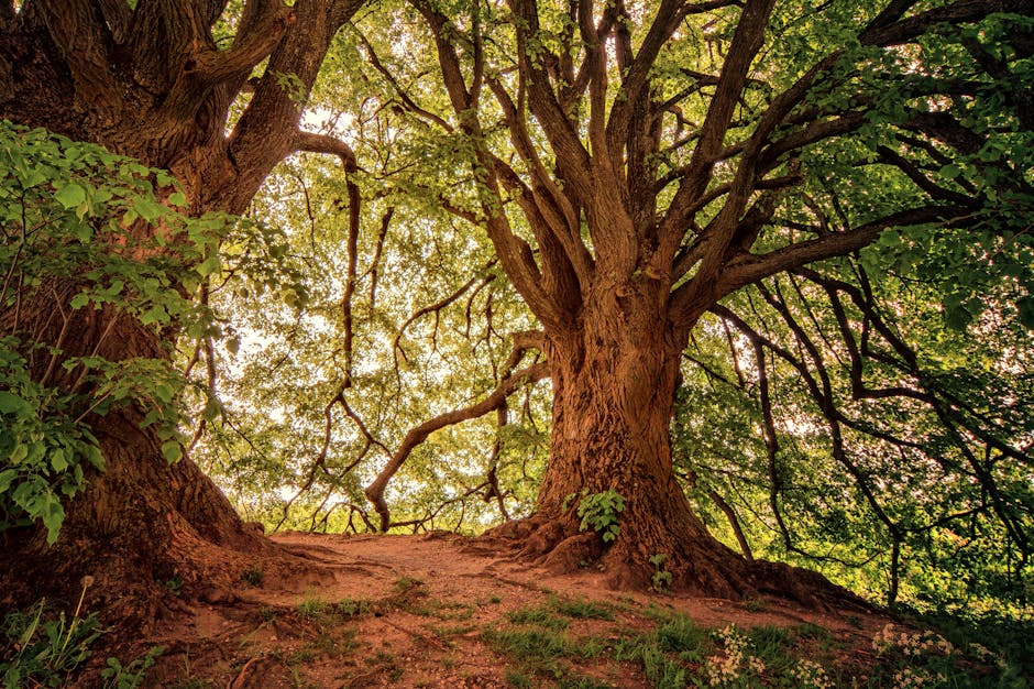 Two majestic oak trees with sprawling branches and lush green canopy