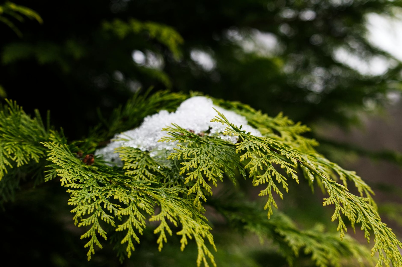 Eastern red cedar evergreen tree in a landscape