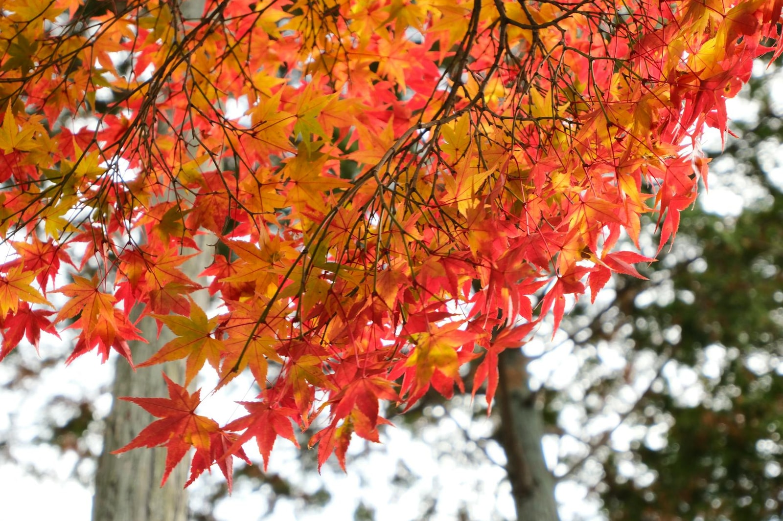 Japanese maple with brilliant red autumn leaves