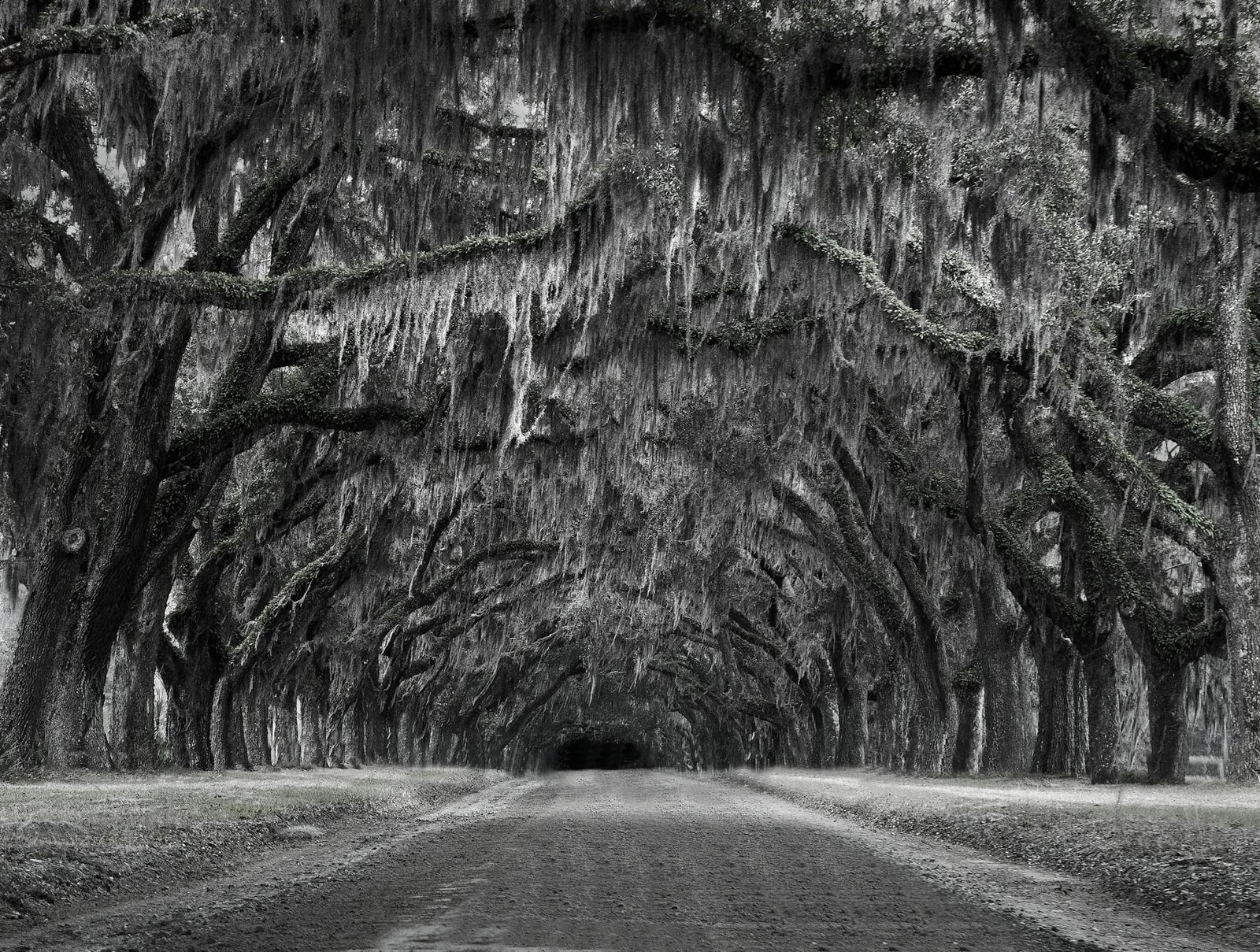Live oak tree with Spanish moss draped over spreading branches