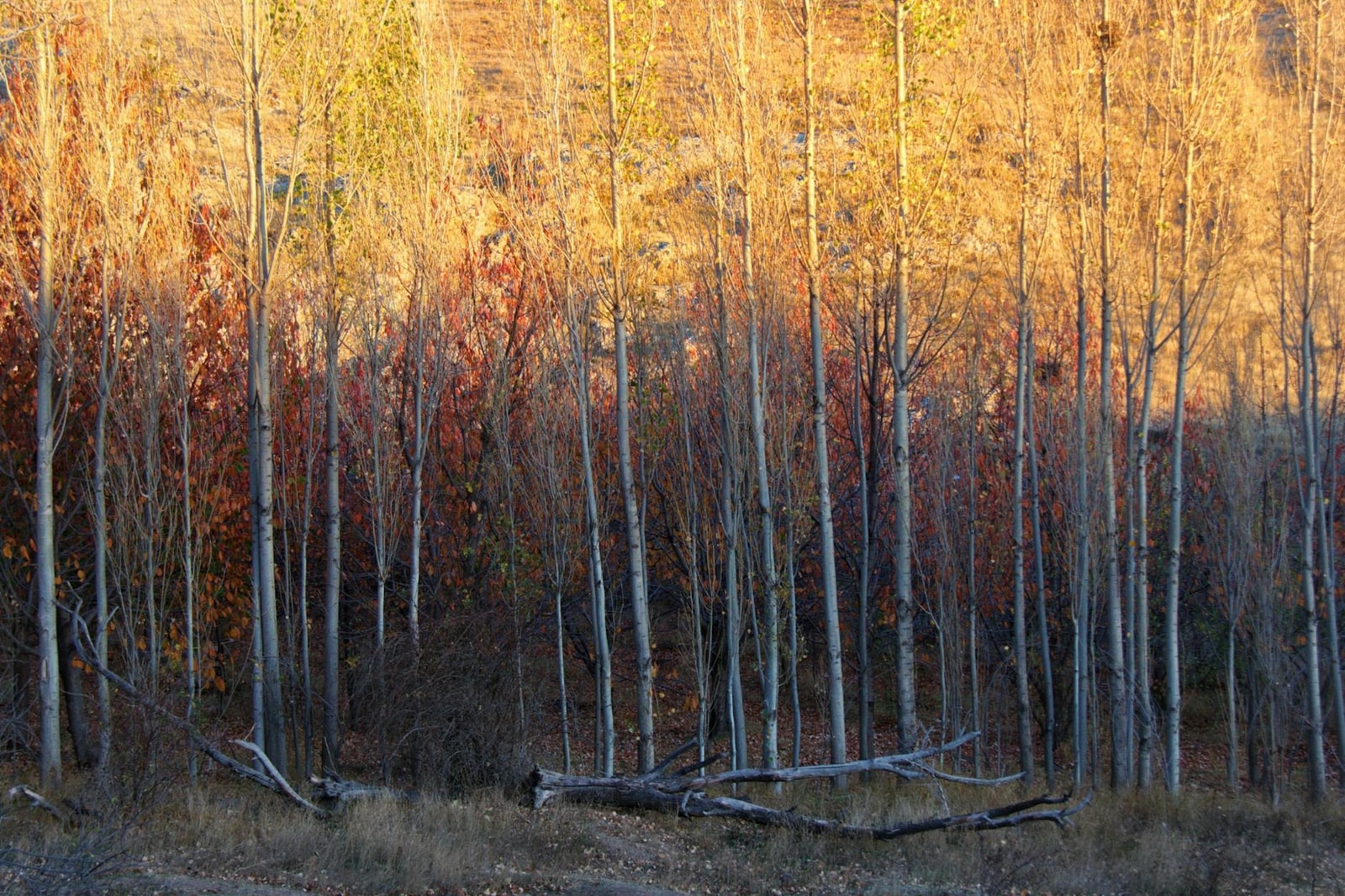 Tall tulip poplar trees in a forest canopy