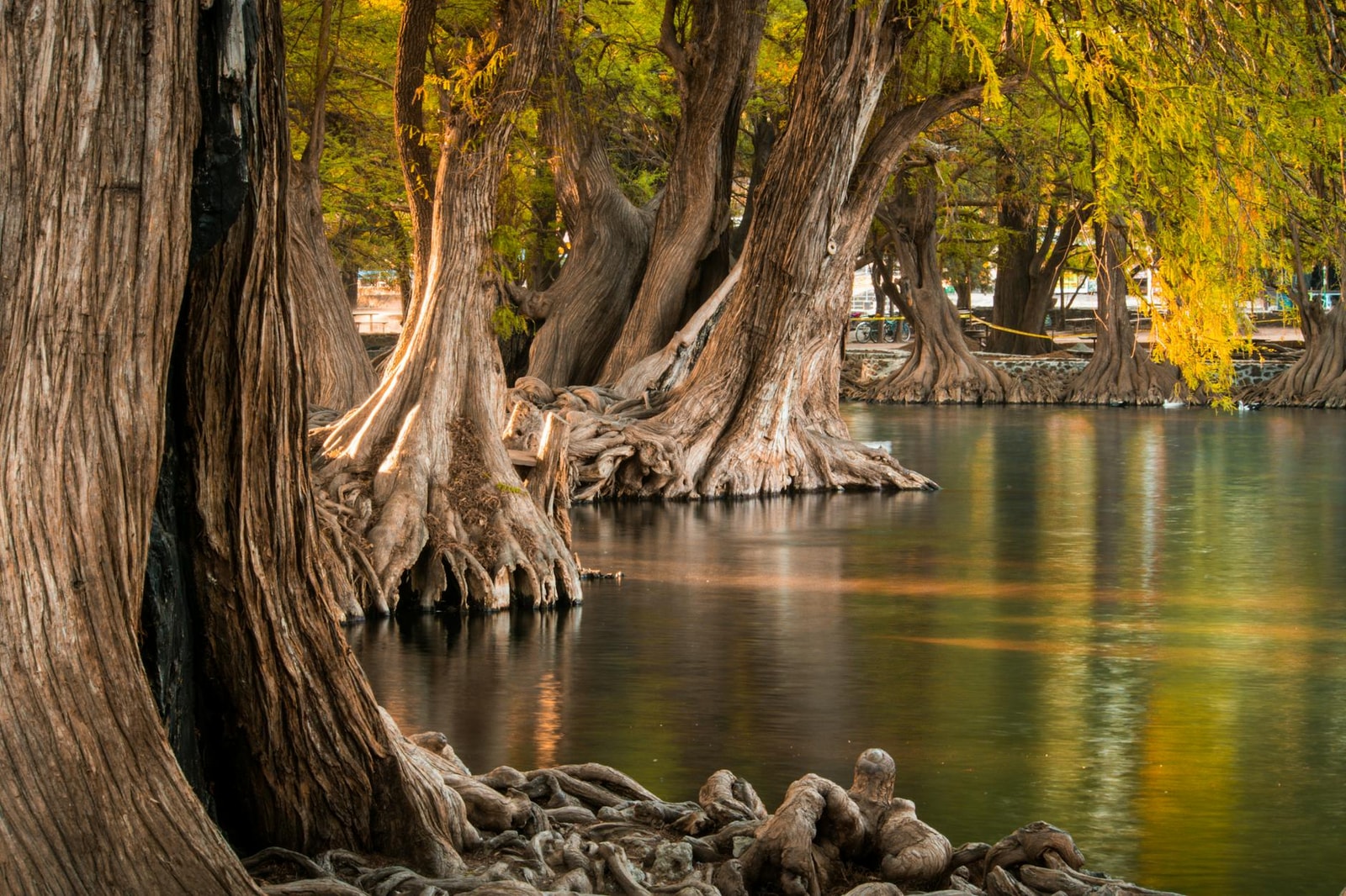 Bald cypress trees with autumn color