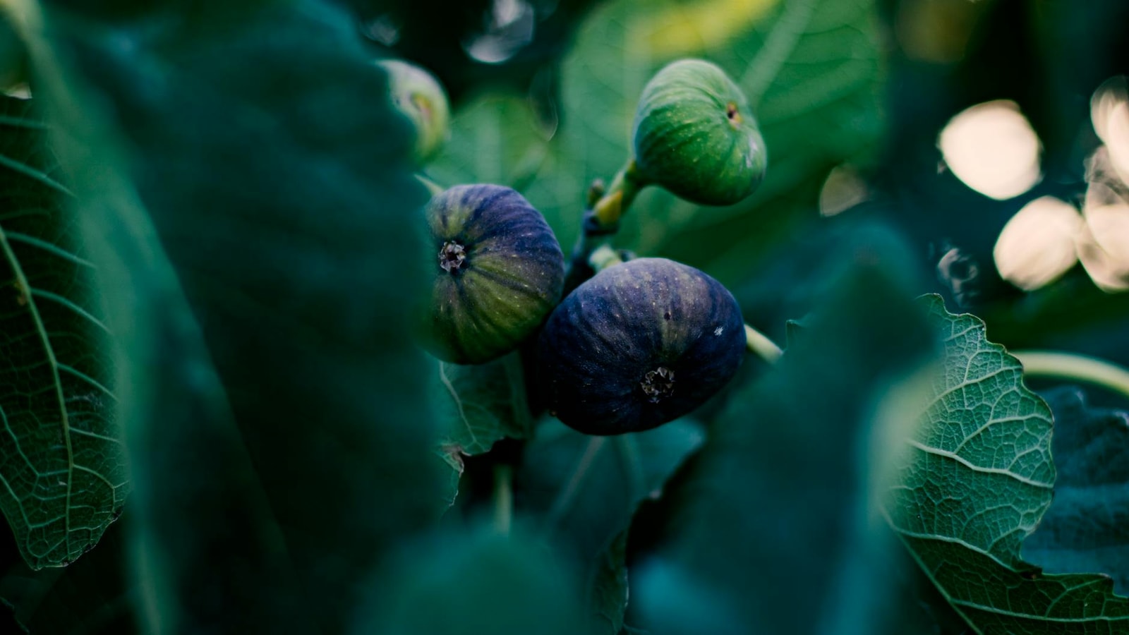 Fig tree with ripe fruit in a Mediterranean garden