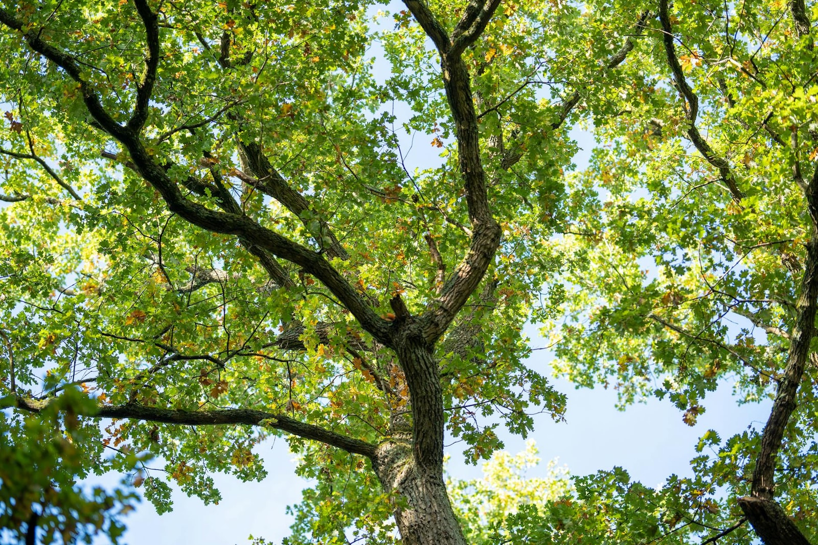 Live oak tree with wide spreading canopy providing deep shade