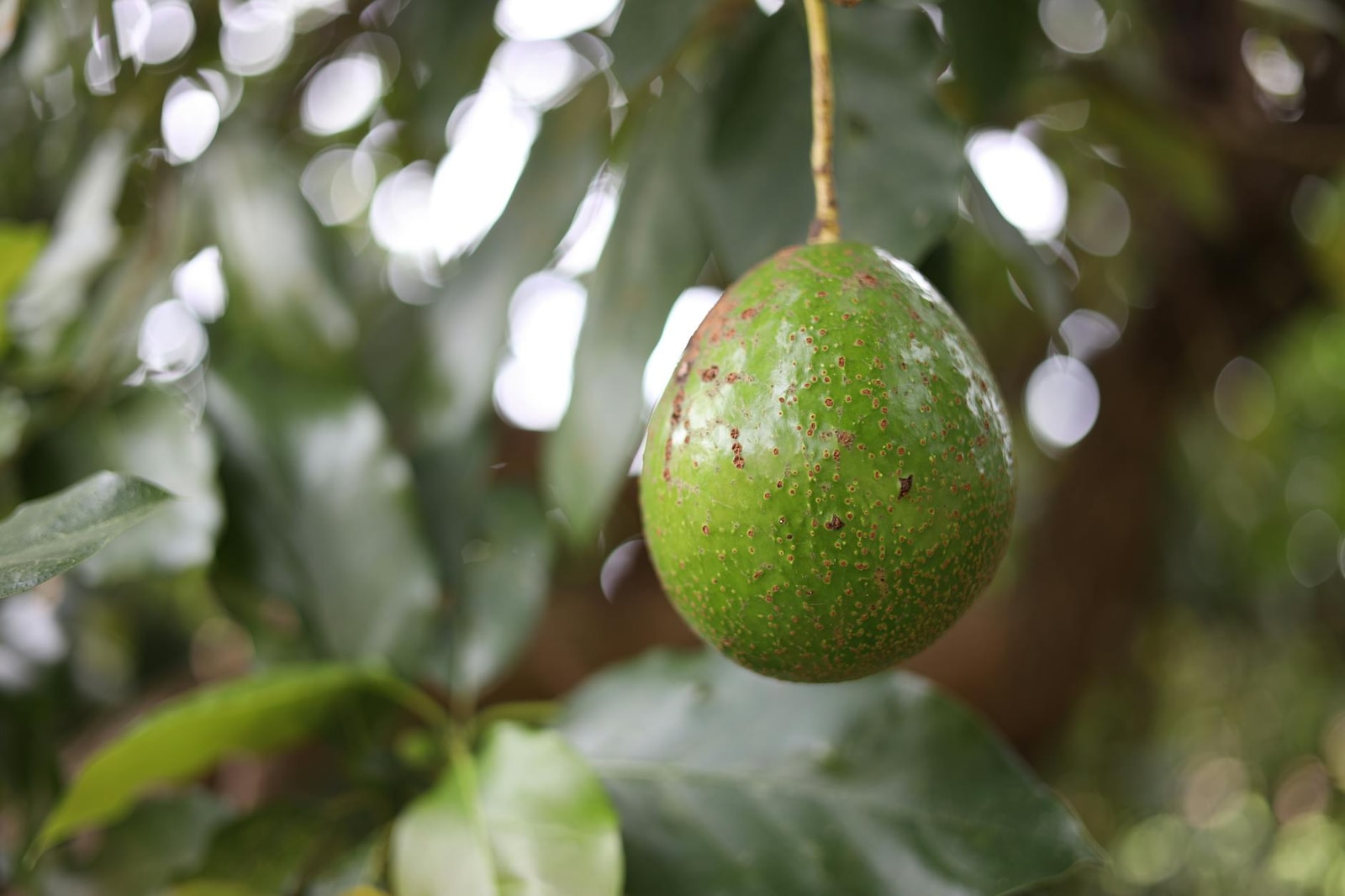 Avocado tree with fruit in a garden